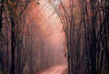 全球顶尖选手聚首厦门 角逐星际争霸国际邀请赛冠军