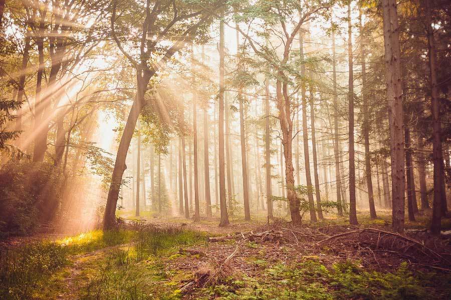 电竞新秀联赛落幕,年轻战队斩获首冠创佳绩