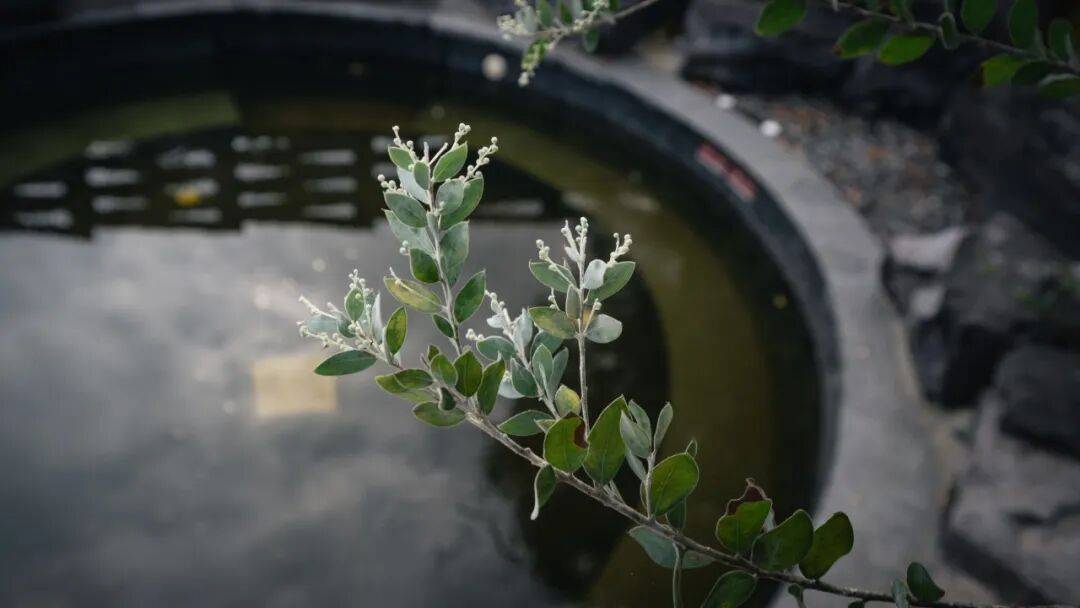 跑半马 游雨城 | “跑遍四川”总决赛为何在雨城?