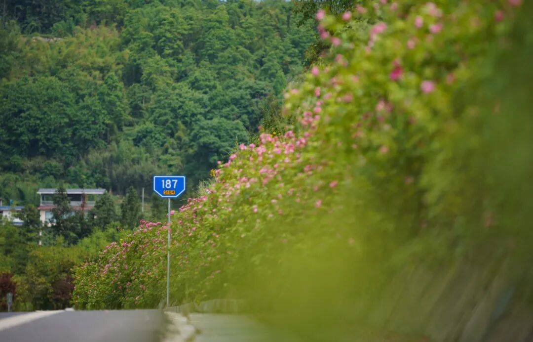 跑半马 游雨城 | “跑遍四川”总决赛为何在雨城?