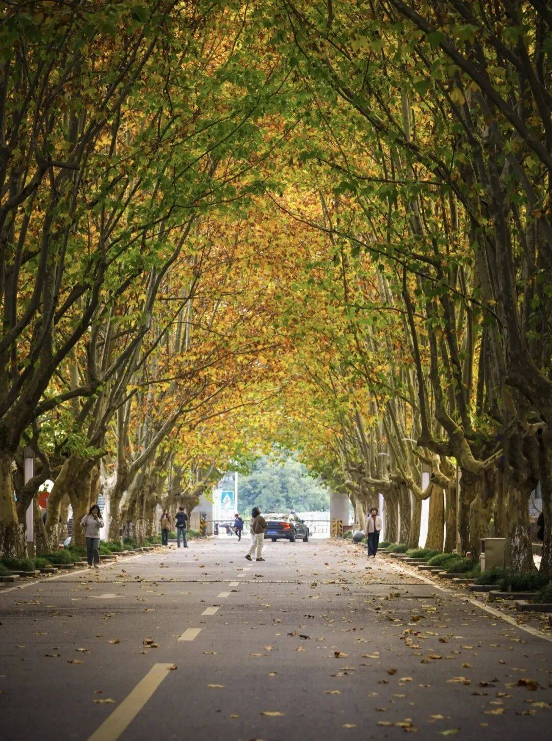 跑半马 游雨城 | “跑遍四川”总决赛为何在雨城?