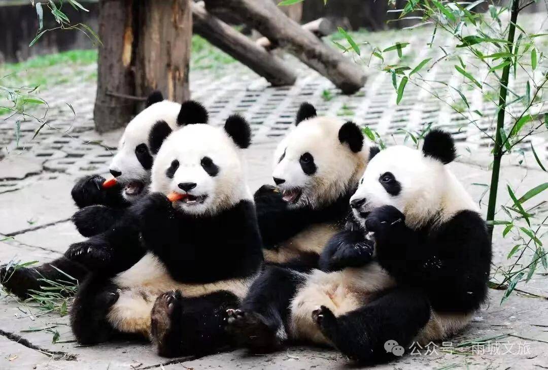 跑半马 游雨城｜“跑遍四川”总决赛12月28日开跑！我们在西蜀天漏地 女娲补天处等你！